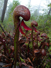 Darlingtonia