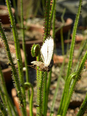 Dewy Pine Close Up