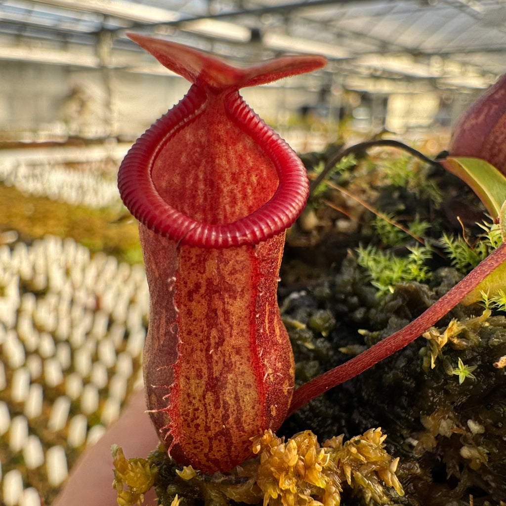 Nepenthes ramispina CalCarn Seed-Grown Potted