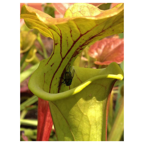 GarfieldPark Conservatory