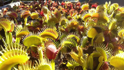 Dionaea muscipula