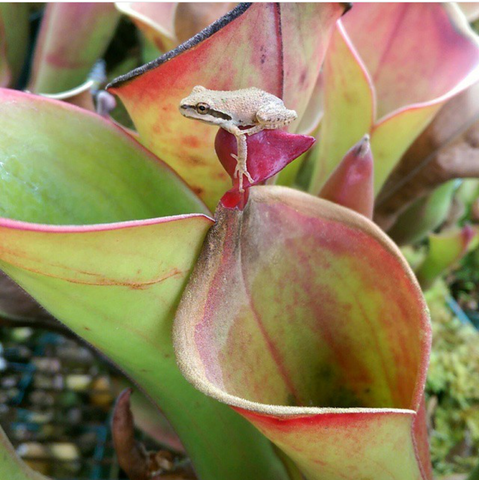 Heliamphora and frog