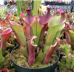 Heliamphora heterodoxa