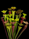 Sarracenia Species