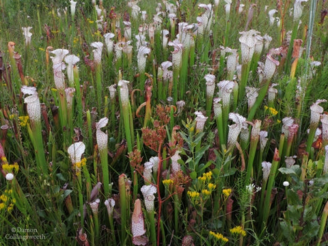 Sarracenia in the wild