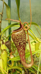 GROWING SPHAGNUM MOSS WITH NEPENTHES CARNIVOROUS PLANT TOP