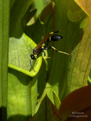 Flava catches prey