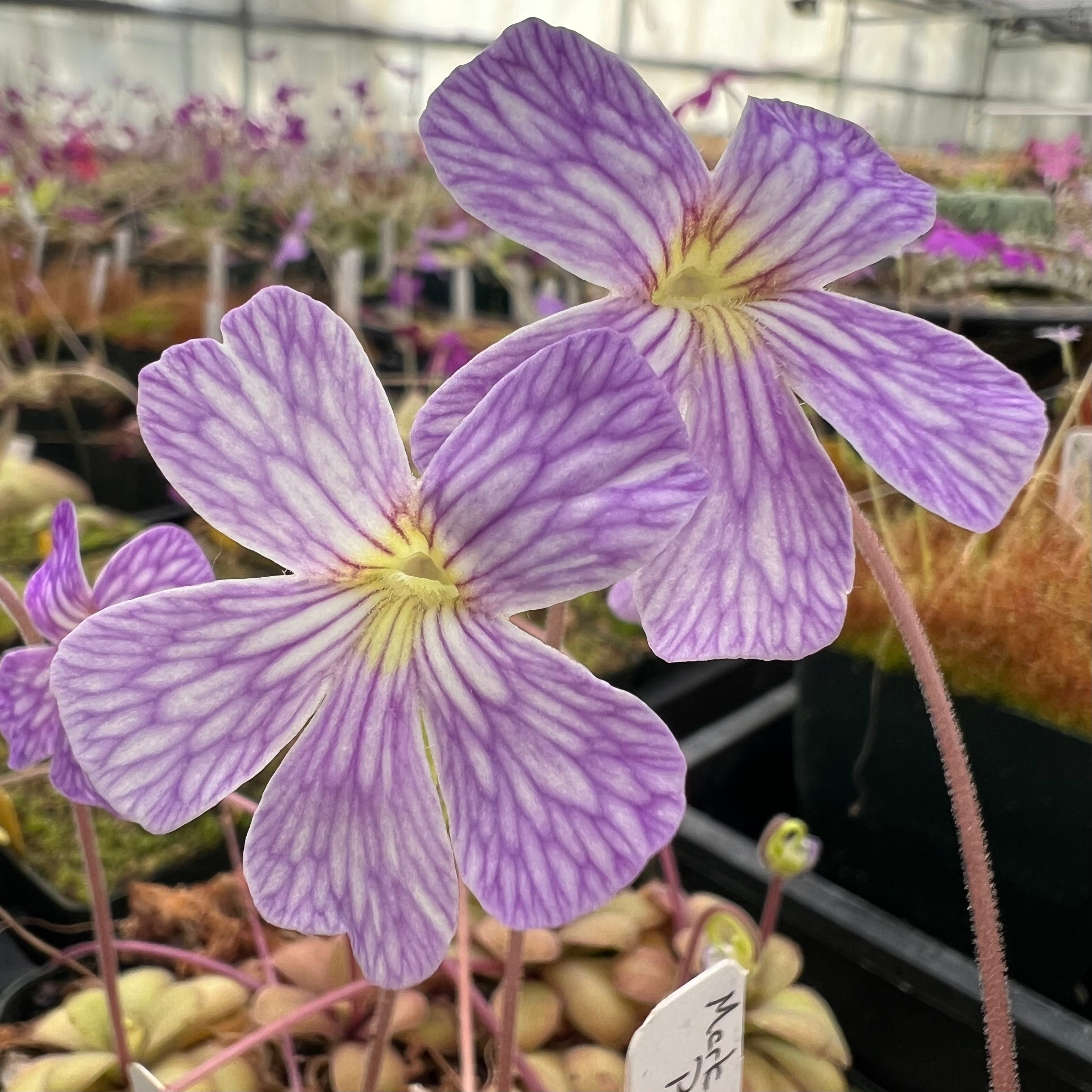 Product image for Pinguicula x “Lavender Lacewing” BARE ROOT