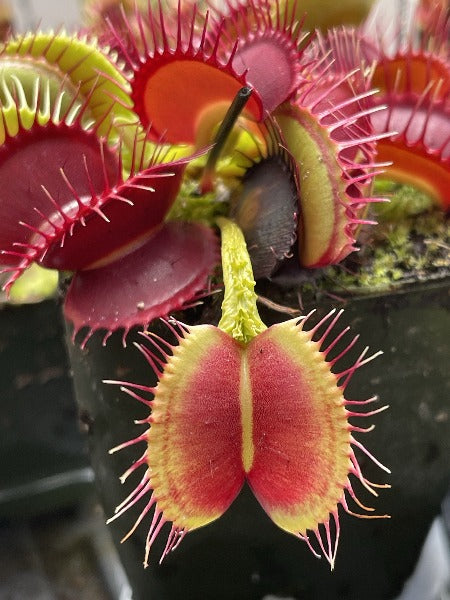 Dionaea M Schuppenstiel Venus Flytrap