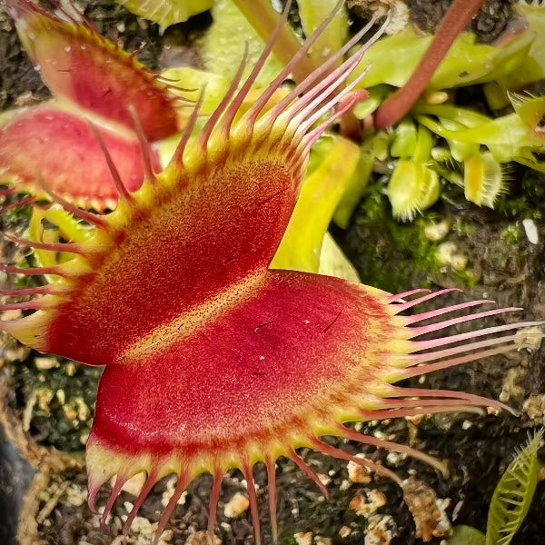 Hi! It looks like my Venus fly trap may be about to flower? What should I  do next? : r/SavageGarden