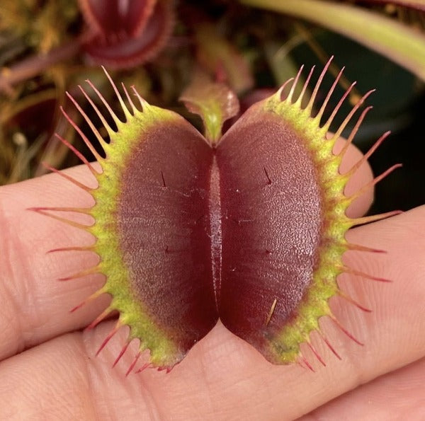 Dionaea m. 'DC-XL' Potted