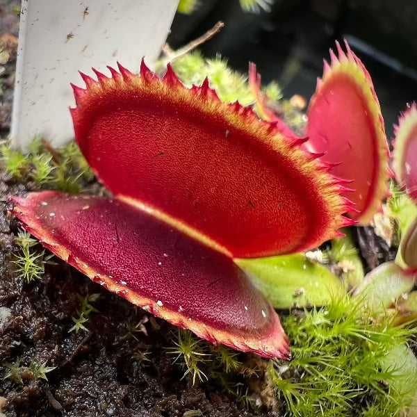 Dionaea m. Big Dracula Flytrap