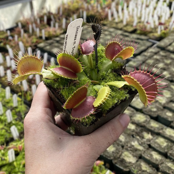 Dionaea M Southwest Giant Venus Flytrap California Carnivores