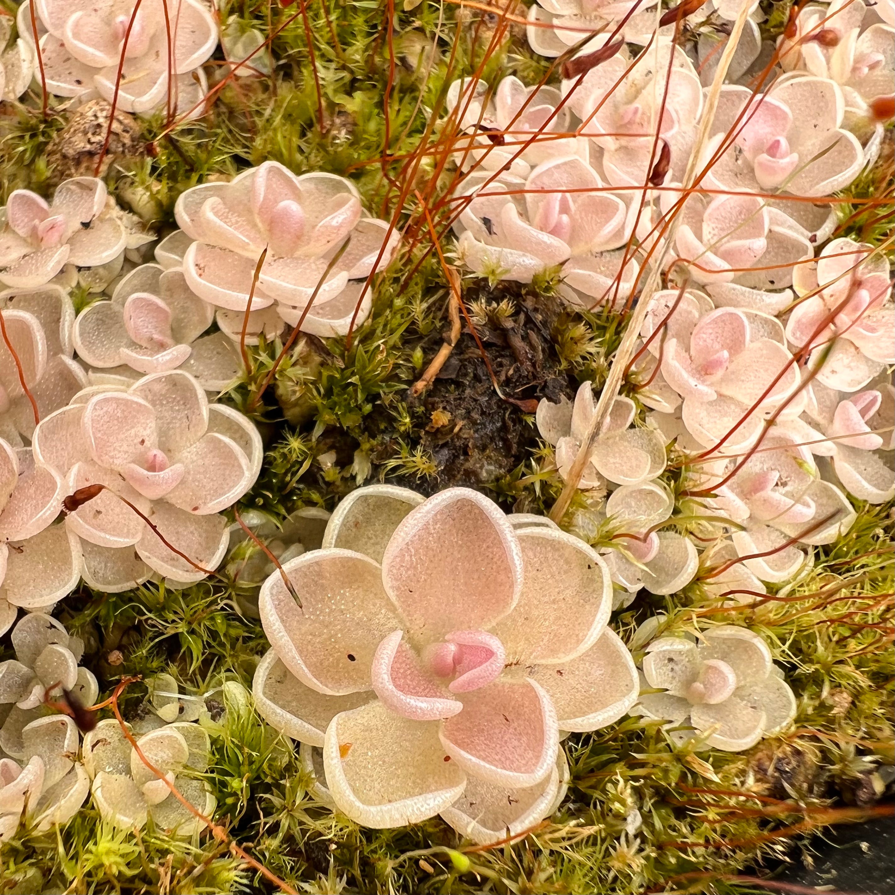 Pinguicula ehlersiae "Cotton Candy" BARE ROOT