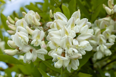 Fiore di acacia del miele Pieveregina