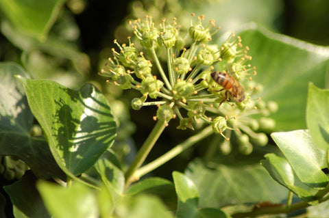 Fiore di Edera del miele pieveregina