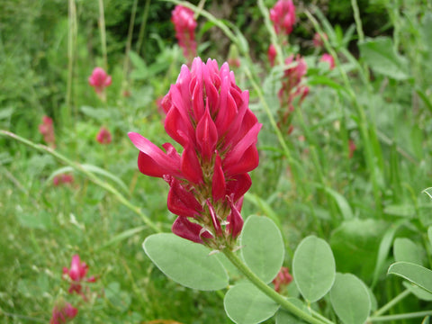 fiore di sulla