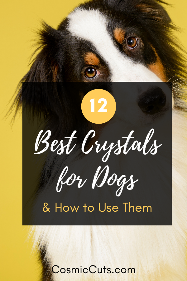 12 Best Crystals for Dogs & How to Use Them