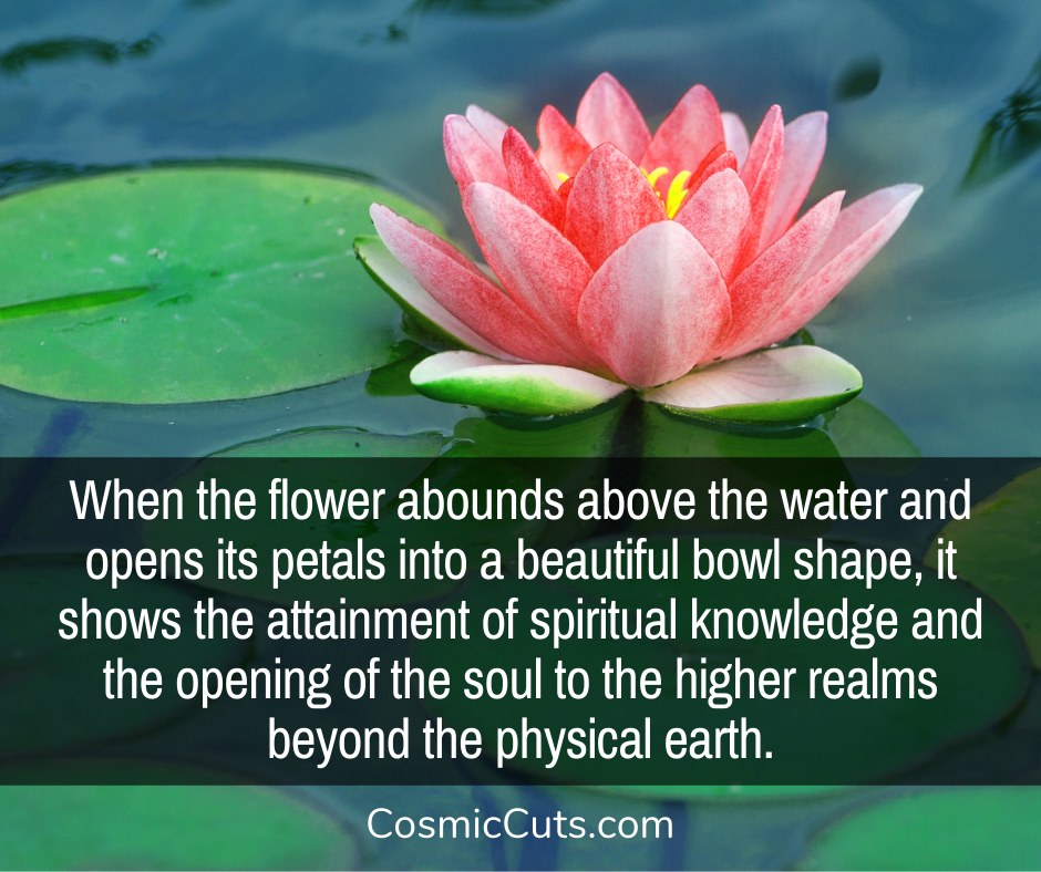 Lotus and Spiritual Enlightenment