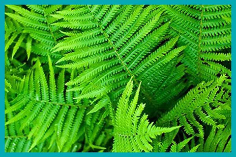 Plants That clean the air in your home Boston Fern