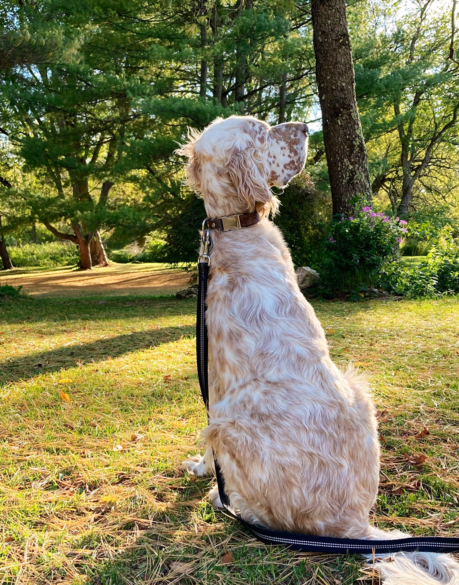 Ruby Leather Dog Collar