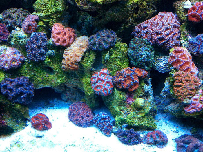 LPS Coral 10 Easy to Care Corals for Beginners (Updated