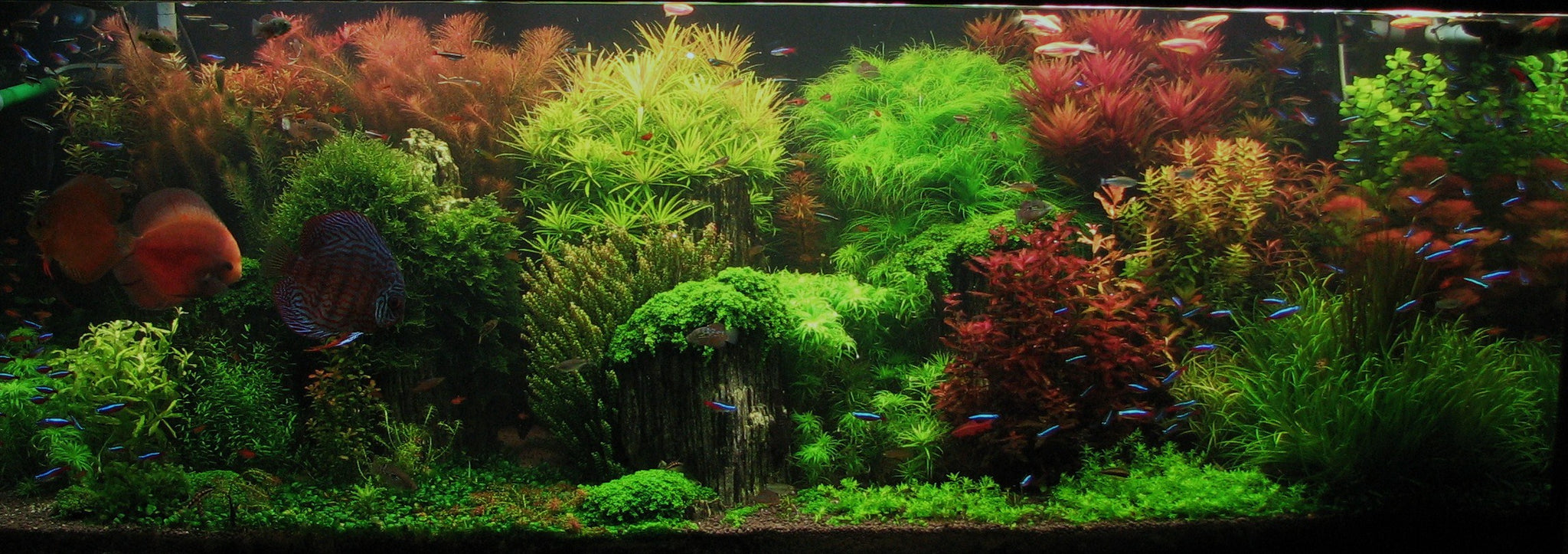 Modern Aquascaping Designs 2048x ?v=1505529573