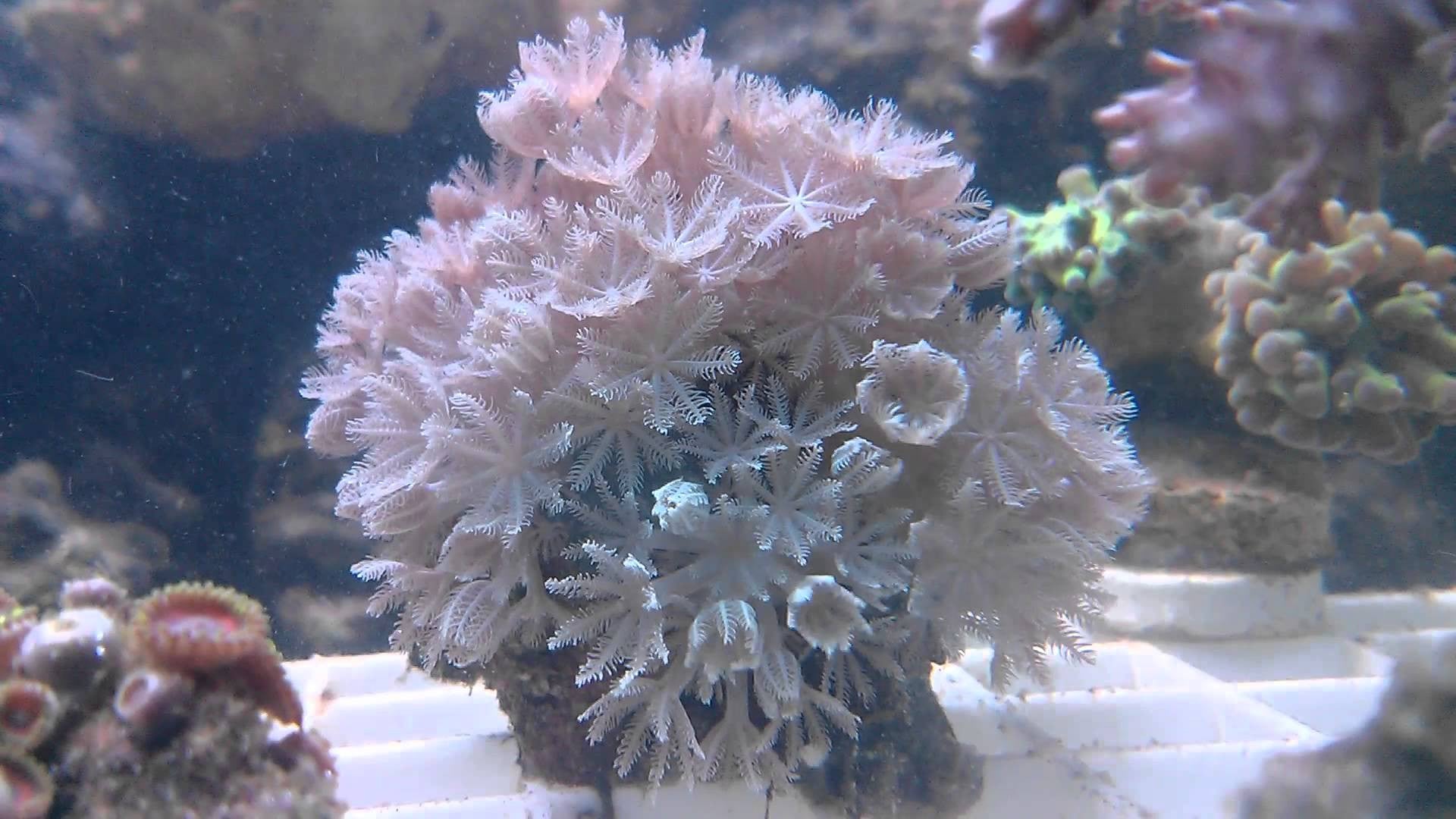 Pulsing Xenia Coral