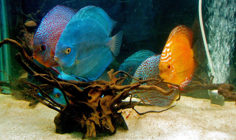 Exotic Freshwater  Fish  Top 10 AquariumStoreDepot