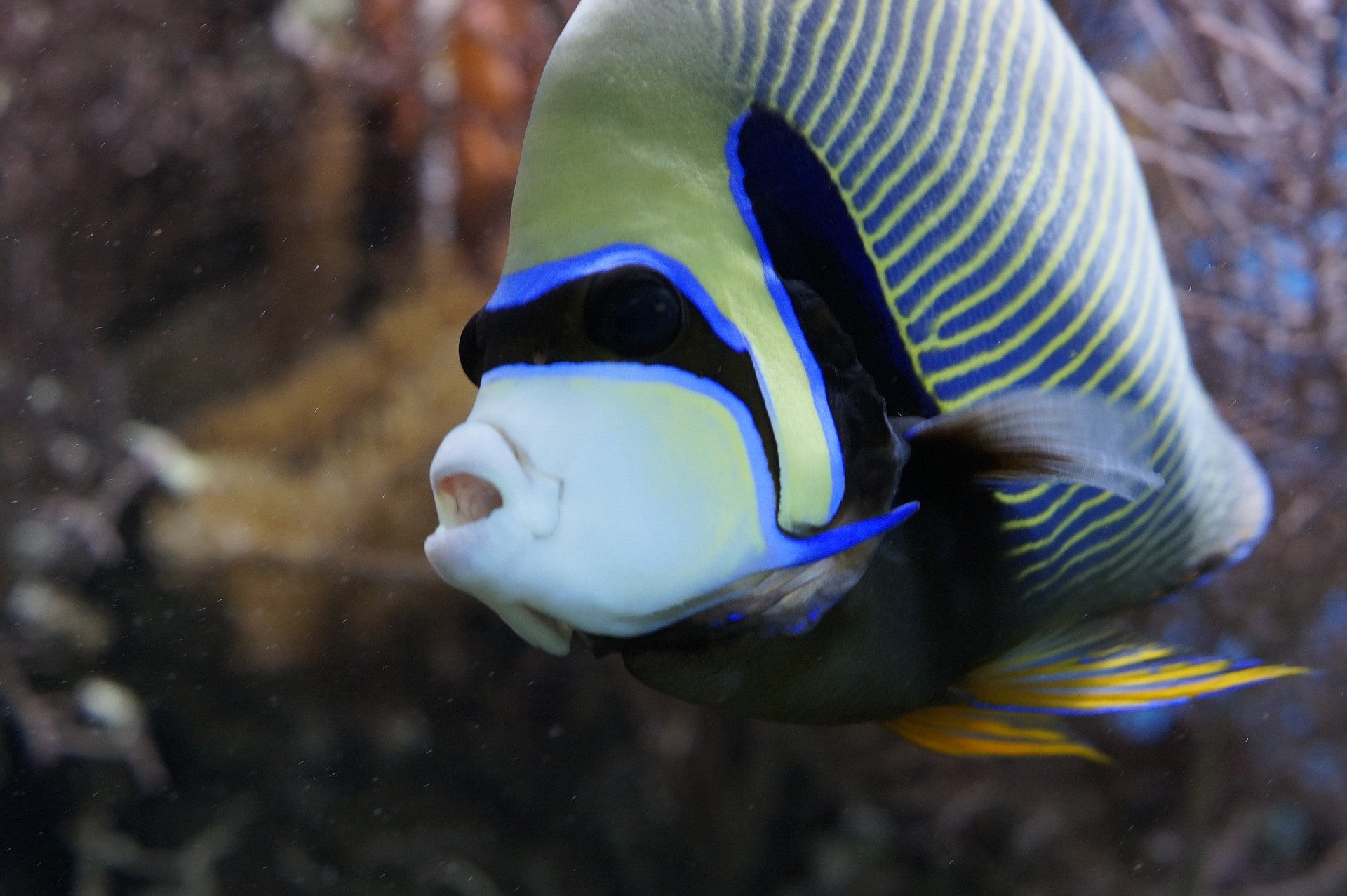  Beautiful  Fish  Top 10 Most  Beautiful  Saltwater Fish  