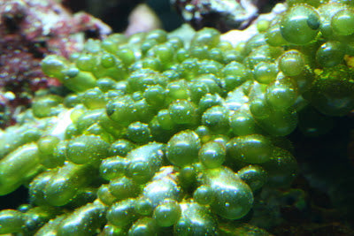 Bubble Algae