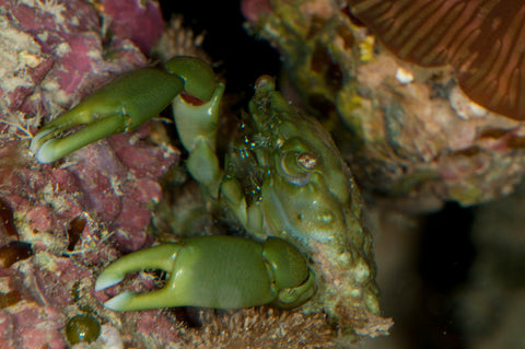 Emerald Crab