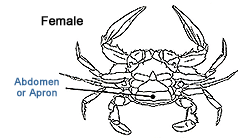 Emerald Crab Male vs Female