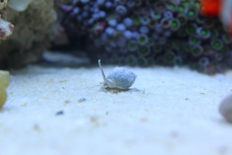 Nassarius Snail