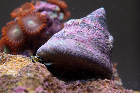 Trochus Snail