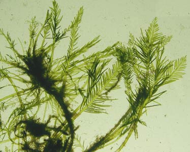 Bryopsis Algae