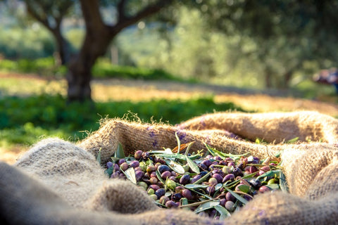 Collected Olive Grapes in cotton bags