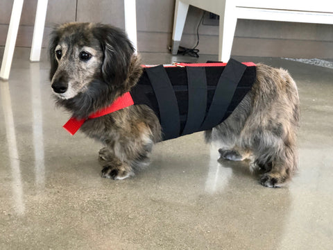 back brace for miniature dachshund