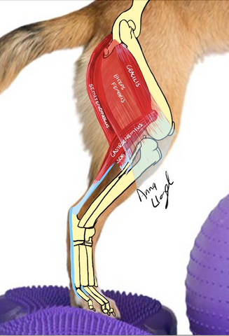 Diagram of Muscles, Tendons and Bone structure in a dog's hind leg