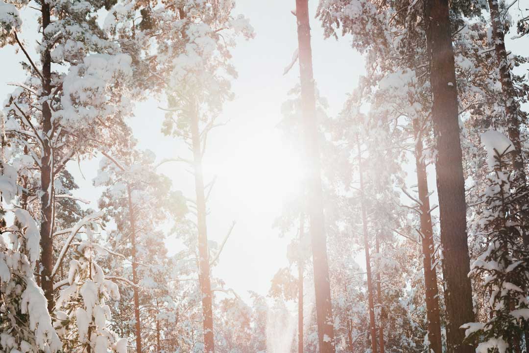 Bright sunlight flooding through snow covered trees