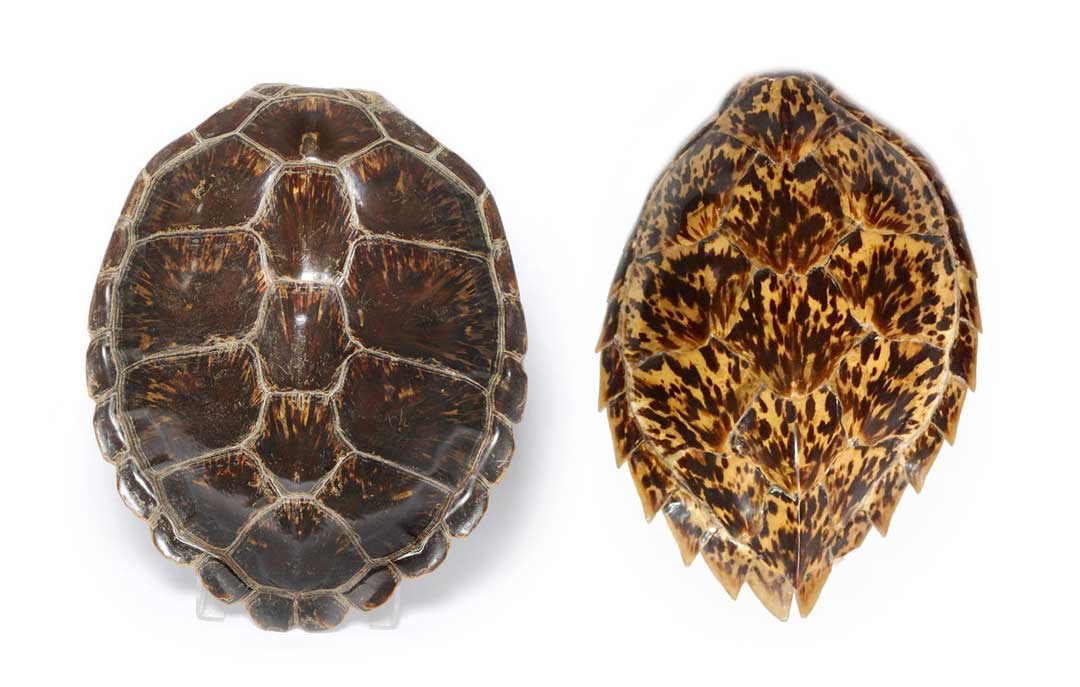 Comparison image of green sea turtle and hawksbill turtle shells