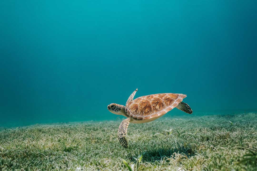 Sea turtle swimming underwater above green seaweed
