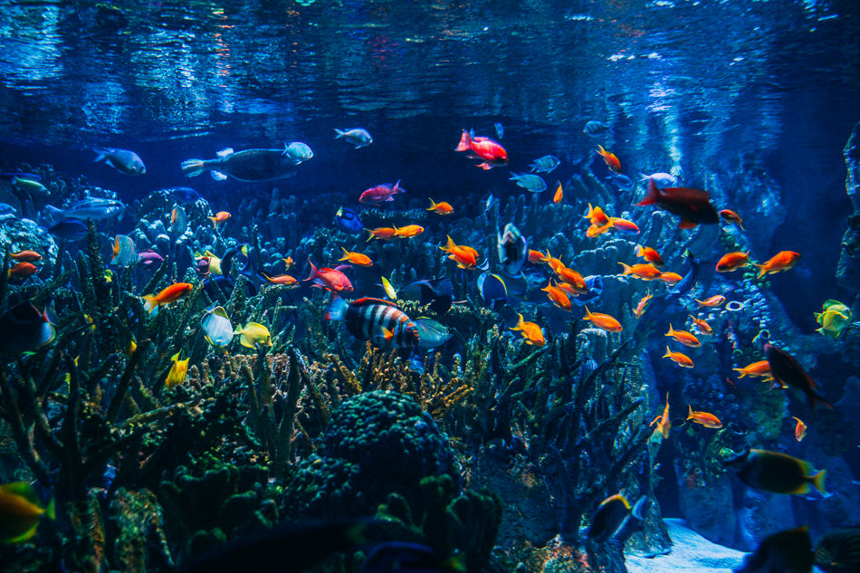 new england aquarium