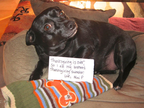 Image result for dog shaming