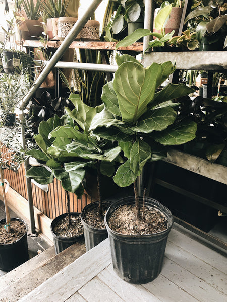 Fiddle Fig (Ficus Lyrata) – GIA THE BLOOMS