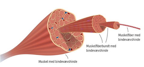 Muskel opbygning