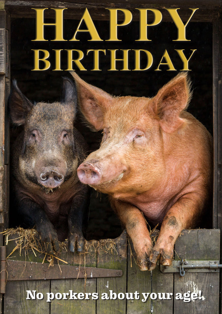 Pigs Birthday Card by Charles Sainsbury-Plaice – CountrysideGreetings