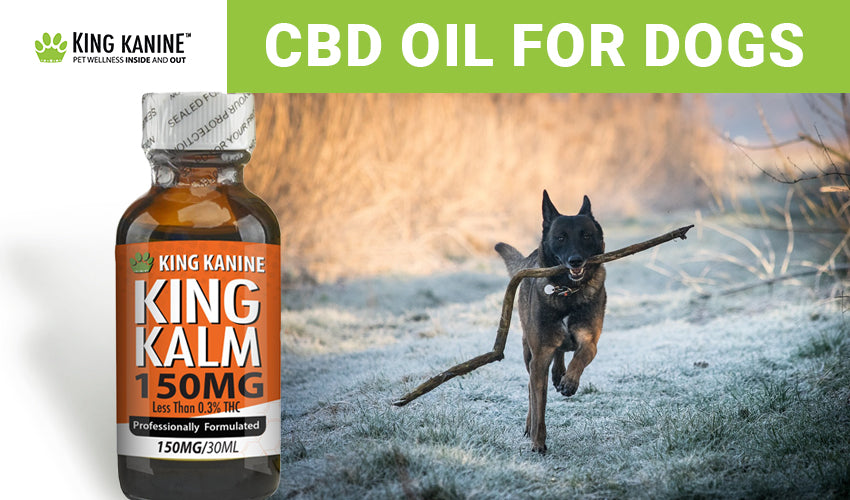 how to stimulate your dogs appetite cbd