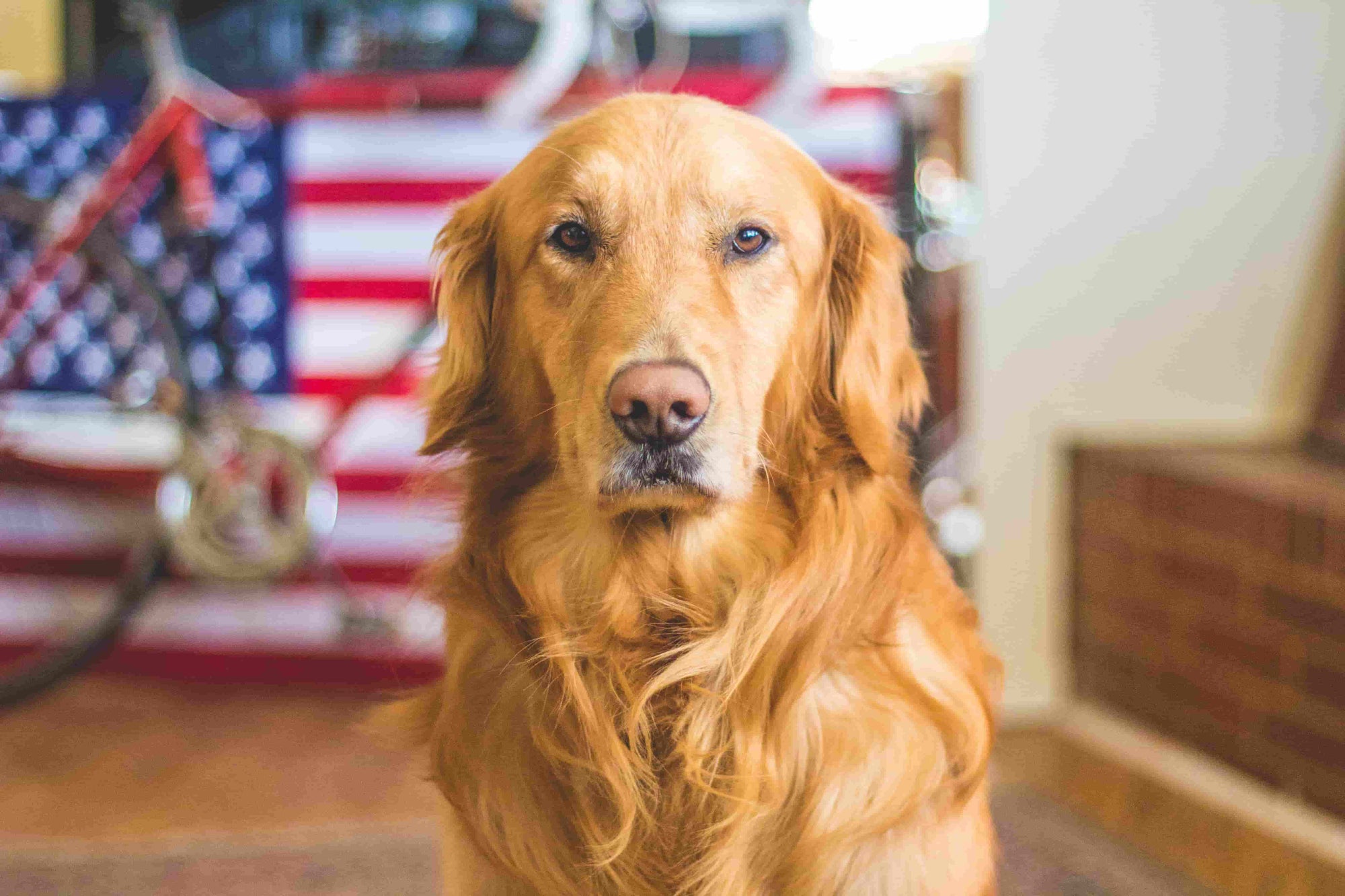 do any dogs have hair instead of fur