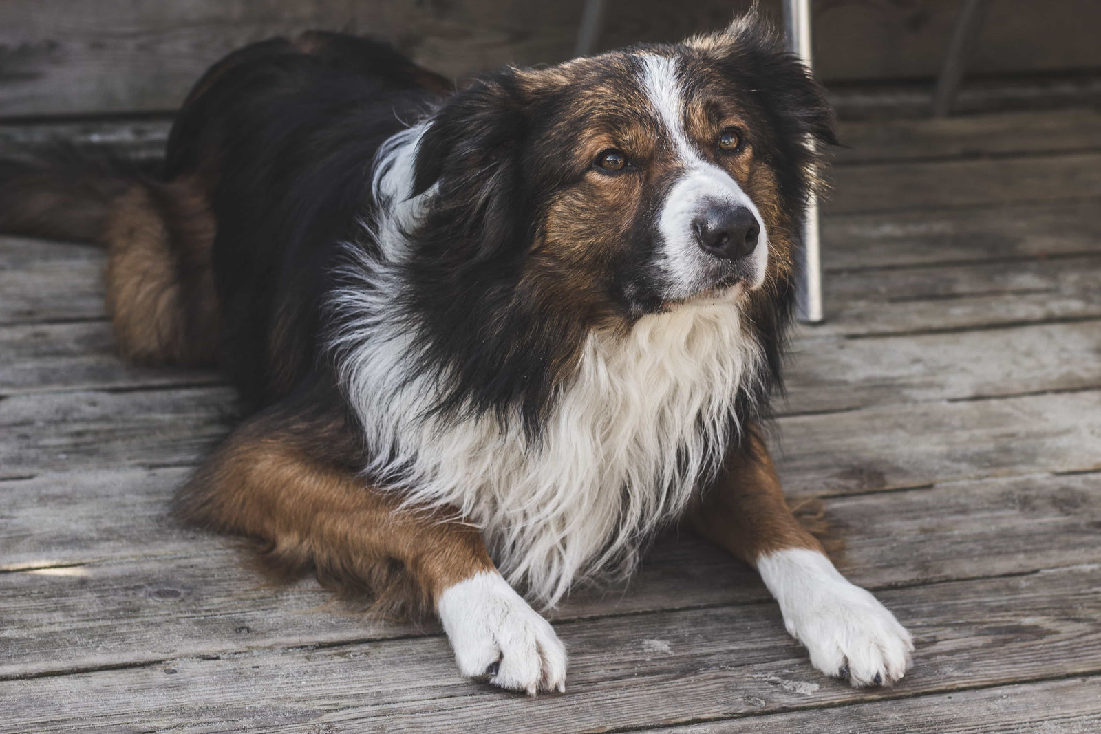 is there a difference between dog hair and dog fur